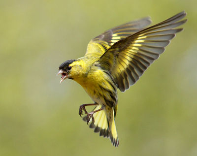《飞翔诗经》之二 黄雀——黄鸟于飞
