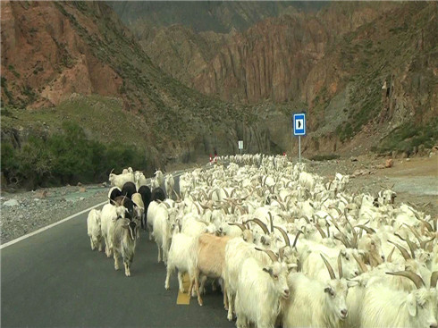库车公路上的羊群.jpg