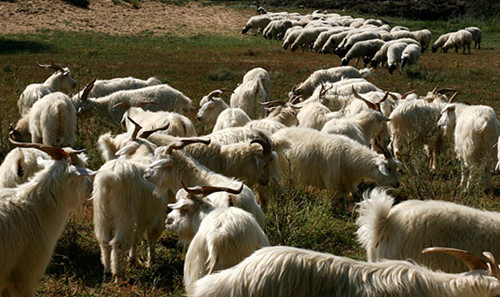 鄂尔多斯的阿尔巴斯白山羊.jpg