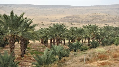以色列椰枣树种植园.JPG