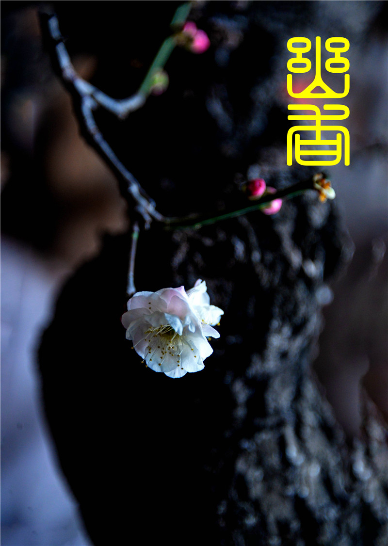 DSC_1352-1_副本-1_副本.jpg
