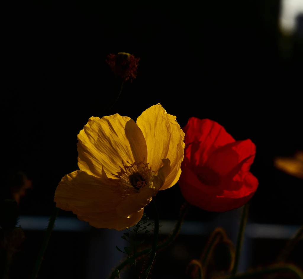 DSC_2031_副本_副本_副本.jpg