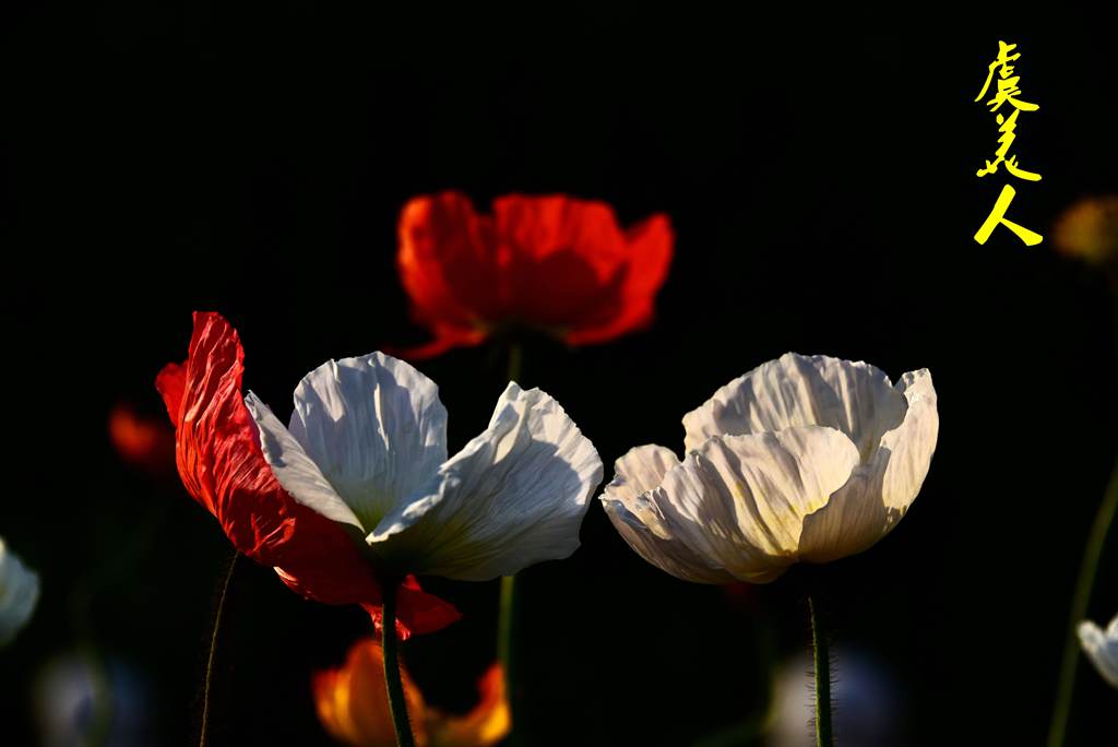 DSC_2034_副本_副本.jpg