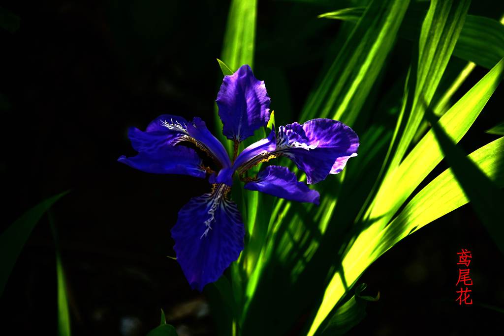 DSC_2055_副本_副本_副本.jpg