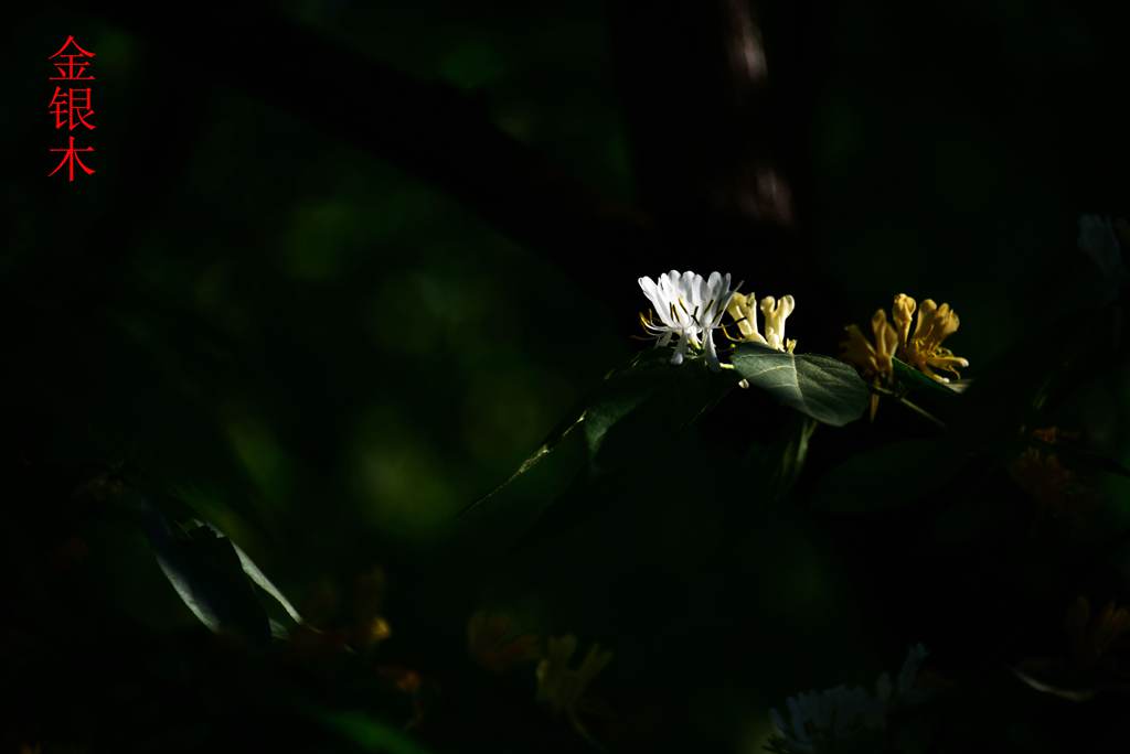 DSC_2069_副本_副本.jpg