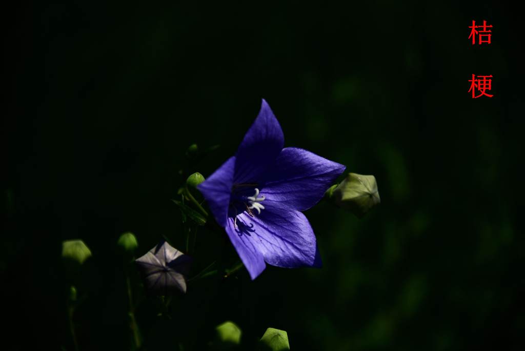 DSC_3779_副本_副本.jpg