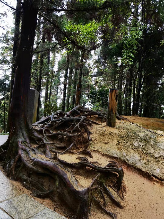 根植大地（井冈山上拍）.jpg