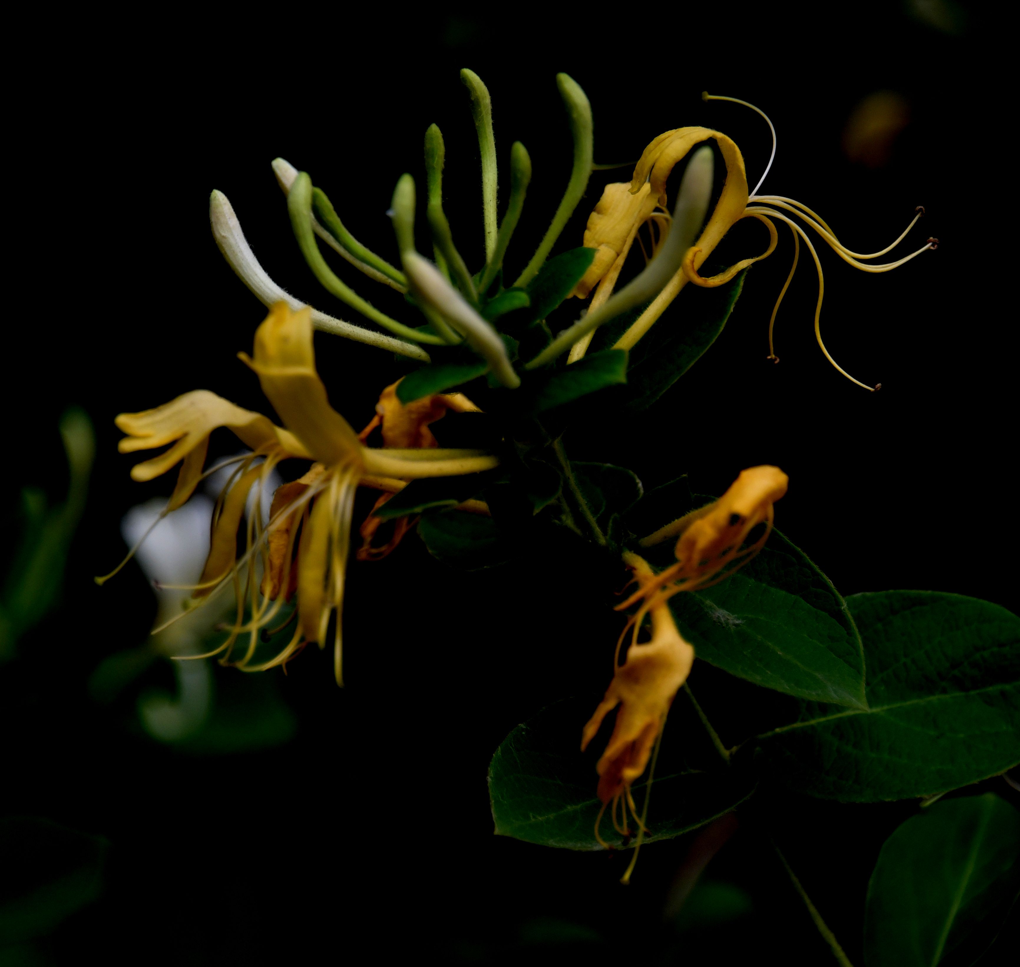 DSC_5095.JPG