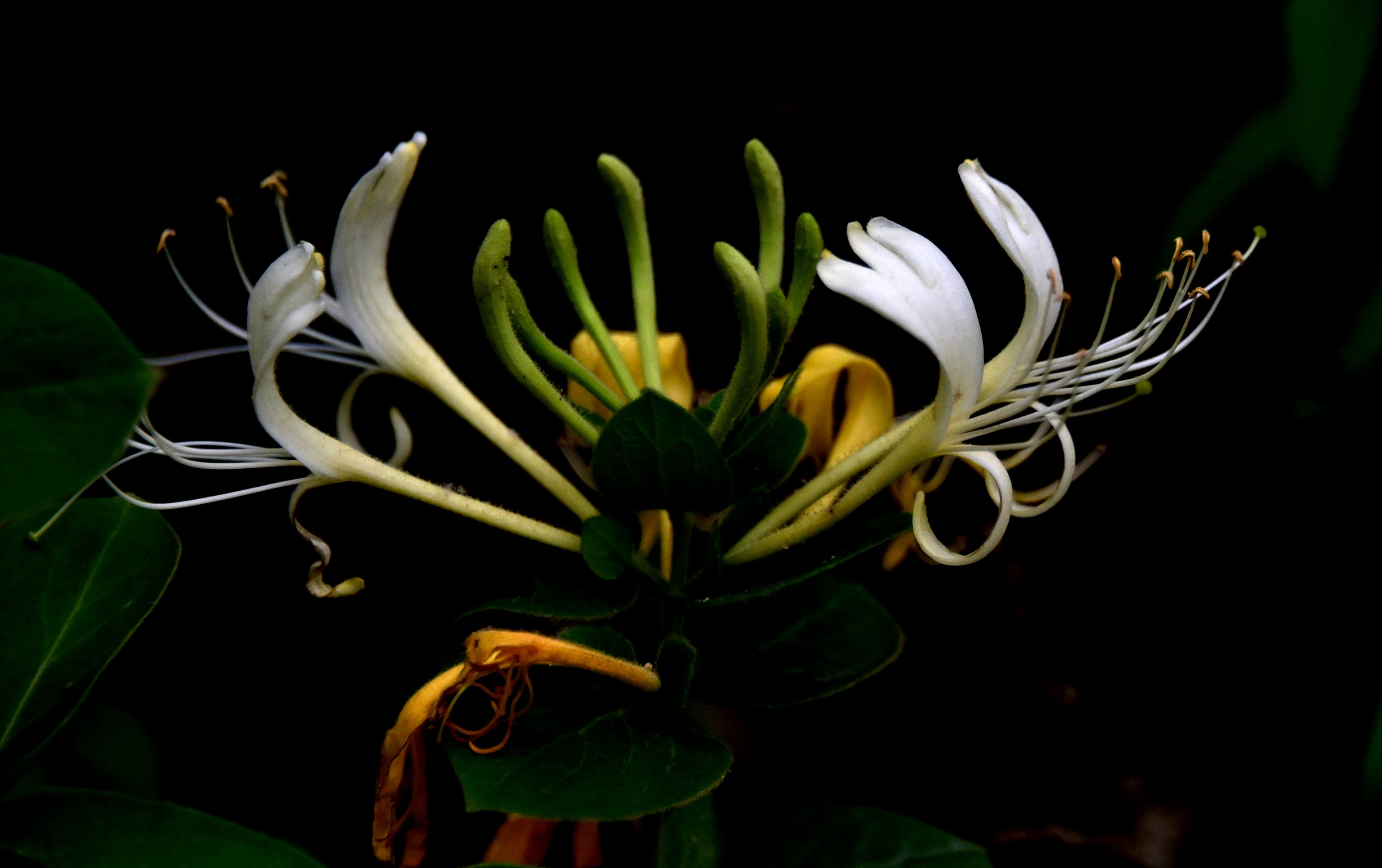 DSC_5096.JPG