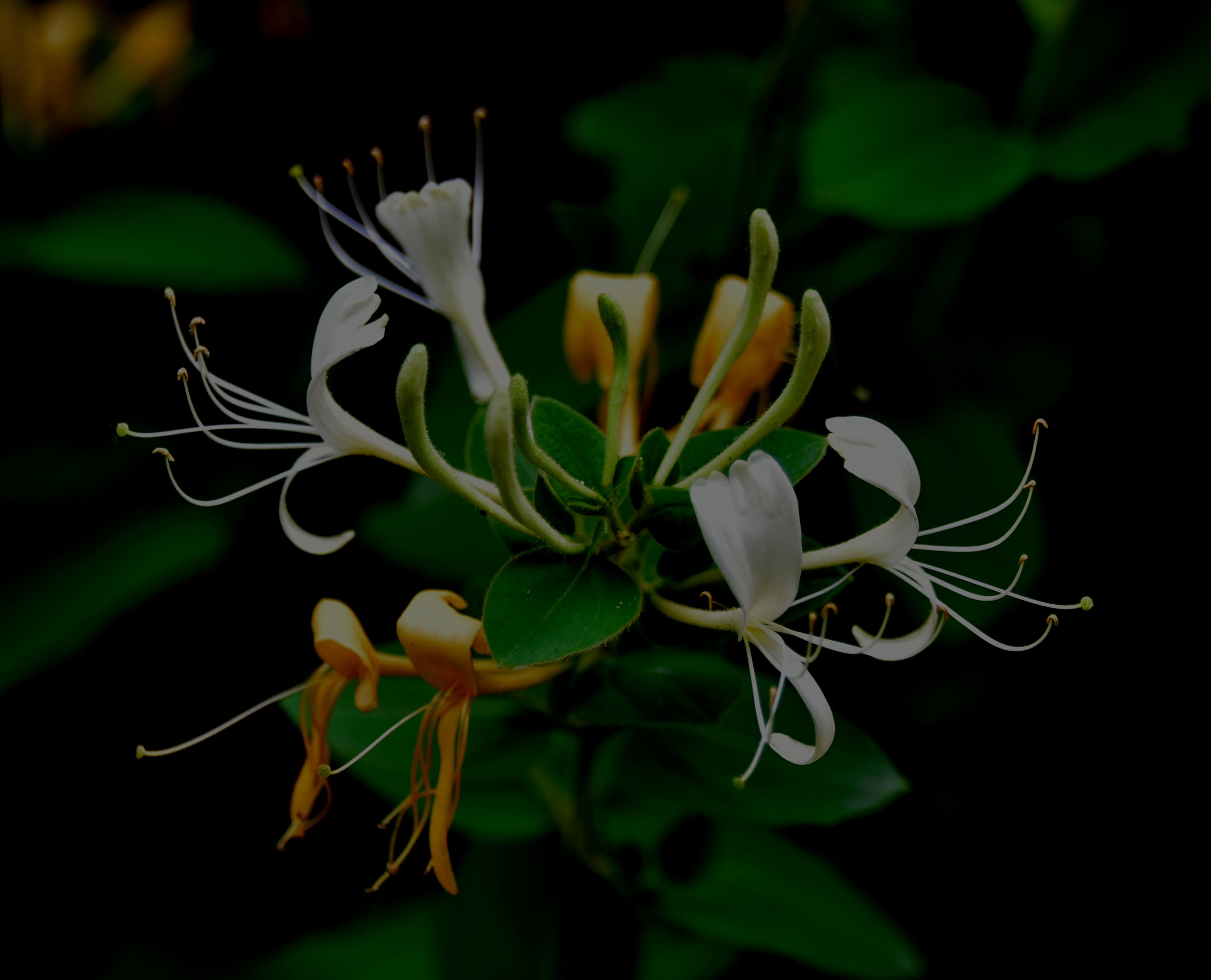 DSC_5094.JPG