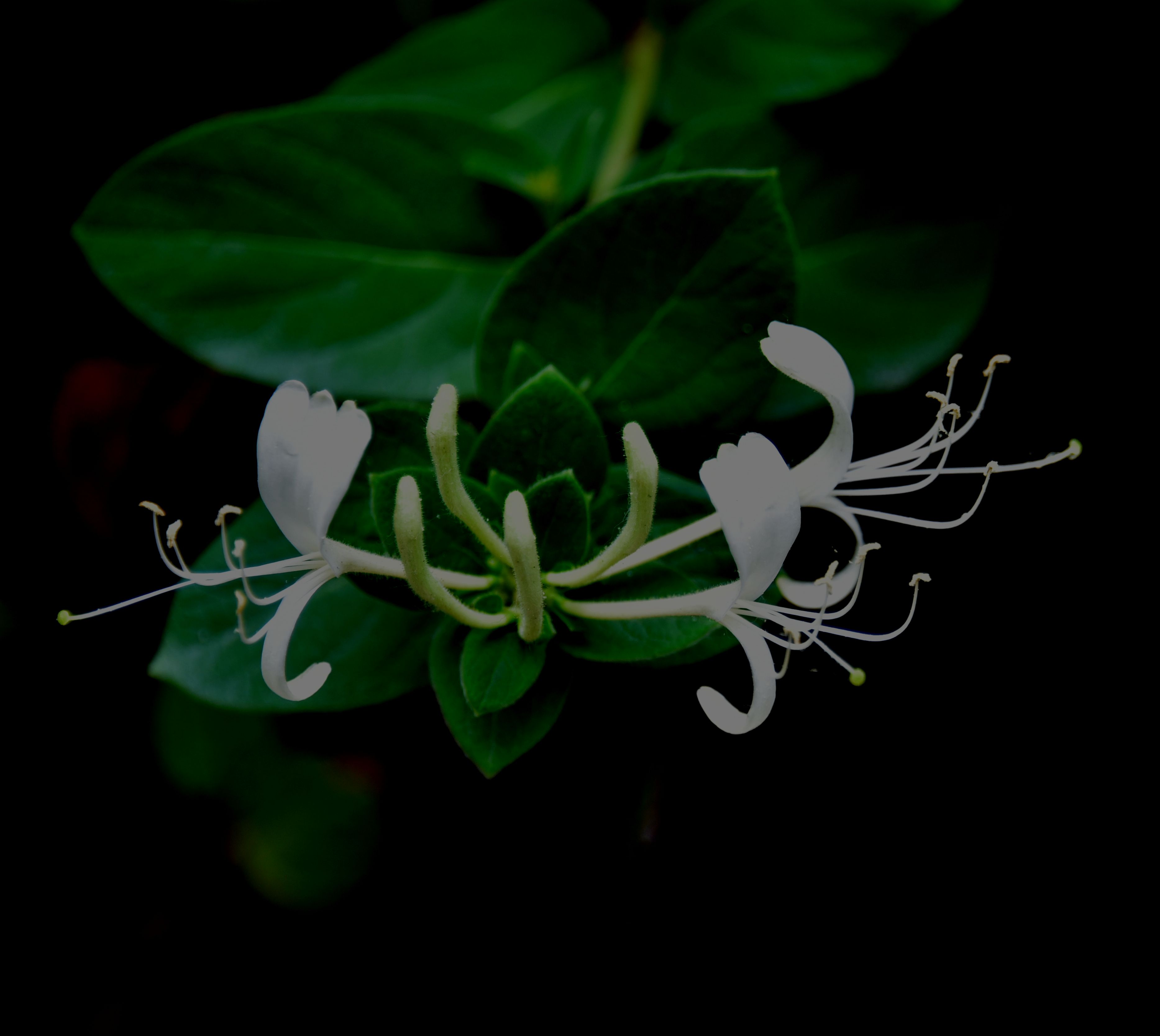 DSC_5091.JPG