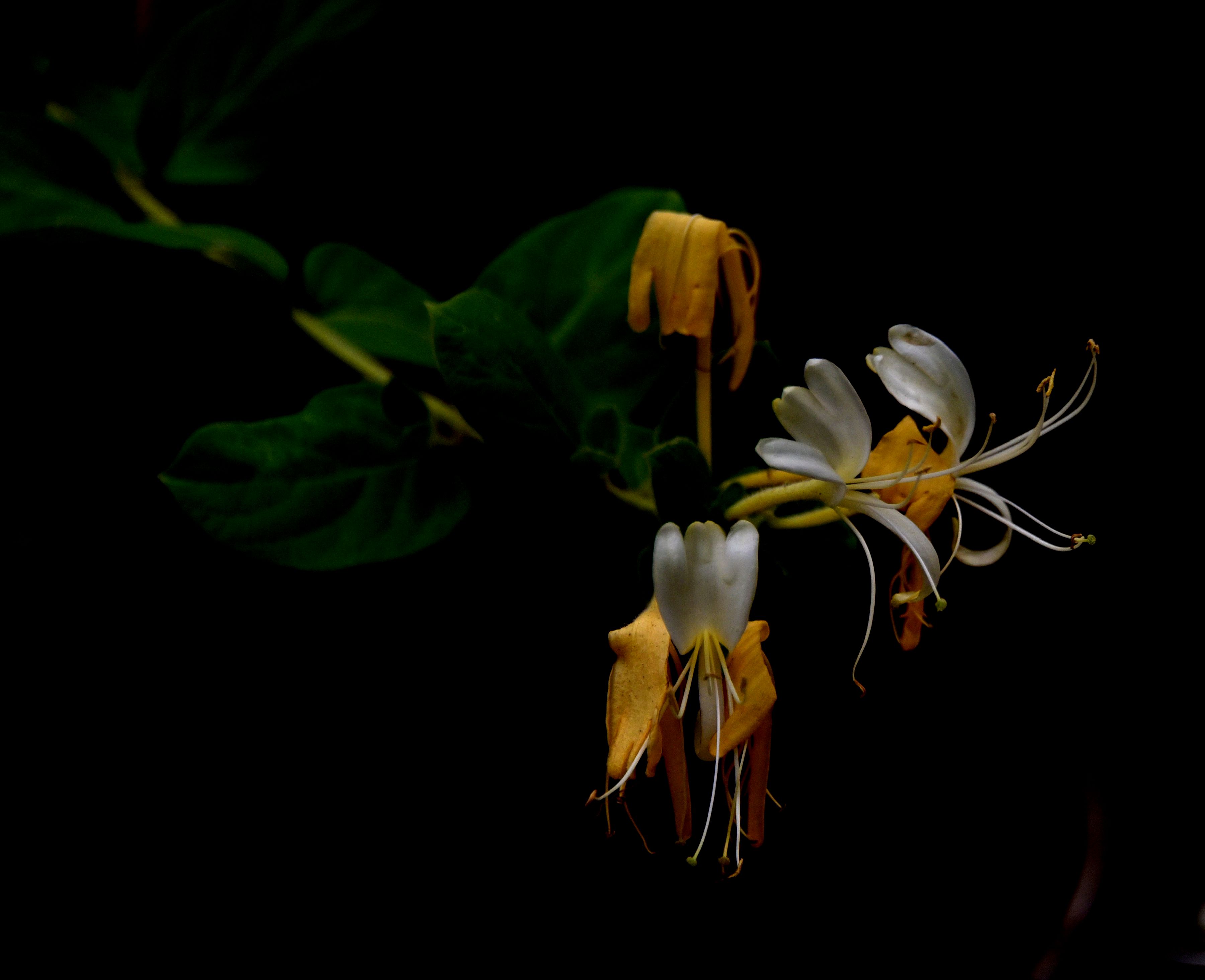 DSC_5090.JPG